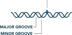 Image of tumor cell and DNA strand.