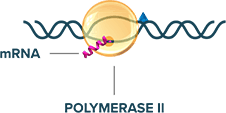 Image of polymerase II molecule being inhibited from transcribing DNA.