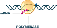 image of polymerase II molecule being inhibited from transcribing DNA